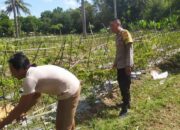 Ketahanan Pangan NTB: Sinergi Polisi dan Petani di Sekotong