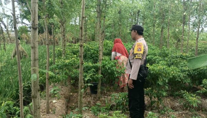 Polres Lombok Barat Dukung Pertanian Cabai di Kediri, NTB
