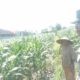 Polri dan Petani Labuapi Bersinergi, Perkuat Ketahanan Pangan Nasional Melalui Optimalisasi Lahan