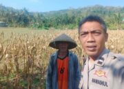 Bhabinkamtibmas Eyat Mayang Dukung Petani Jagung di Lembar untuk Ketahanan Pangan
