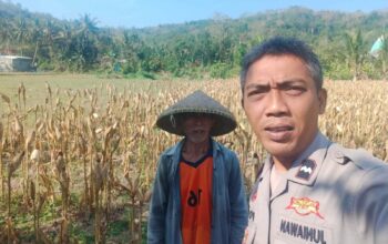 Bhabinkamtibmas Eyat Mayang Dukung Petani Jagung di Lembar untuk Ketahanan Pangan