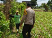 Bhabinkamtibmas di Labuapi dan Warga Bersinergi Jaga Ketahanan Pangan Nasional