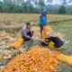 Bhabinkamtibmas Eyat Mayang Dorong Semangat Petani untuk Panen Optimal