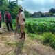 Pengamanan Penanaman Jagung di Desa Gerung, Polri Hadir Jaga Kondusivitas Pertanian