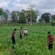 Polres Lombok Barat Dampingi Petani Gerung Utara, Dukung Swasembada Pangan