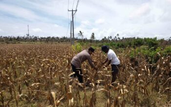 Polri Dampingi Petani Kedaro Sinergi Ketahanan Pangan di Lombok Barat