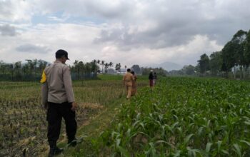 Polsek Kediri Bersama Bhabinkamtibmas dan PPL Pertanian Tingkatkan Ketahanan Pang