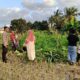 Polsek Kuripan Dukung Petani Jagung di Kumbung Barat Wujudkan Ketahanan Pangan