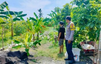 Polsek Lembar Dukung Ketahanan Pangan, Bhabinkamtibmas Beri Semangat Petani Jagung di Eyat Mayang