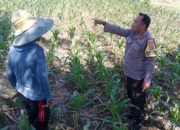 Sinergi Polri dan Petani, Optimalisasi Lahan Kosong di Dusun Jogot untuk Ketahanan Pangan