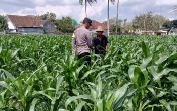 Sinergi Polri dan Petani, Panen Jagung di Sekotong Berjalan Aman