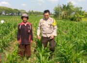 Sinergi Polisi dan Petani di Desa Jagaraga untuk Wujudkan Kemandirian Pangan