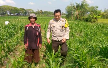 Sinergi Polisi dan Petani di Desa Jagaraga untuk Wujudkan Kemandirian Pangan