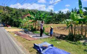 Sinergi Polri dan Petani Dusun Eyat Mayang Perkuat Program Ketahanan Pangan Nasional
