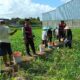 Polres Lombok Barat Turun ke Sawah, Pastikan Produktivitas Jagung di Gerung Terjaga