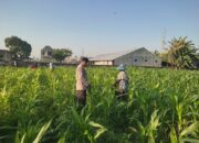 Sinergi Polisi dan Petani Desa Kuranji Dalang Dukung Program Ketahanan Pangan Nasional