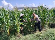 Dusun Jerneng Lombok Barat Jadikan Lahan Kosong Sumber Pangan Keluarga