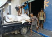 Sukses Panen: 25 Karung Jagung Petani Lombok Barat Terserap Bulog