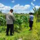 Strategi Polsek Labuapi Dukung Pangan: Jual Jagung ke Bulog & Tanam Pekarangan