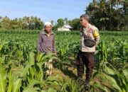 Cara Polsek Batulayar Ubah Pekarangan Jadi Sumber Ekonomi